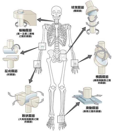 屈戌關節|樞紐關節